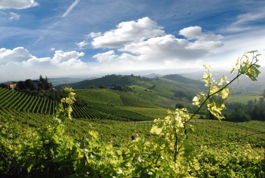 Il Gavi alla conquista del Giappone