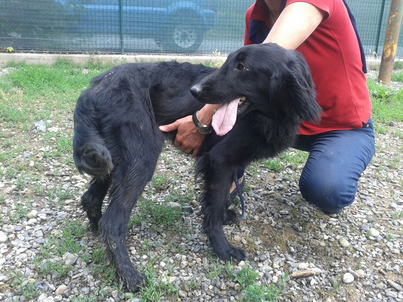I cani salvati dal ‘lager’ [FOTO]