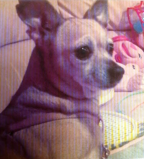 Ritrovata la cagnolina Phoebe
