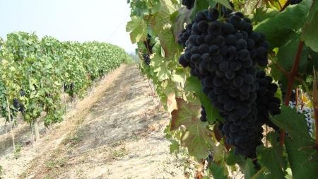 Wine and Gold: l’azienda Franco Ivaldi di Cassine [AUDIO]