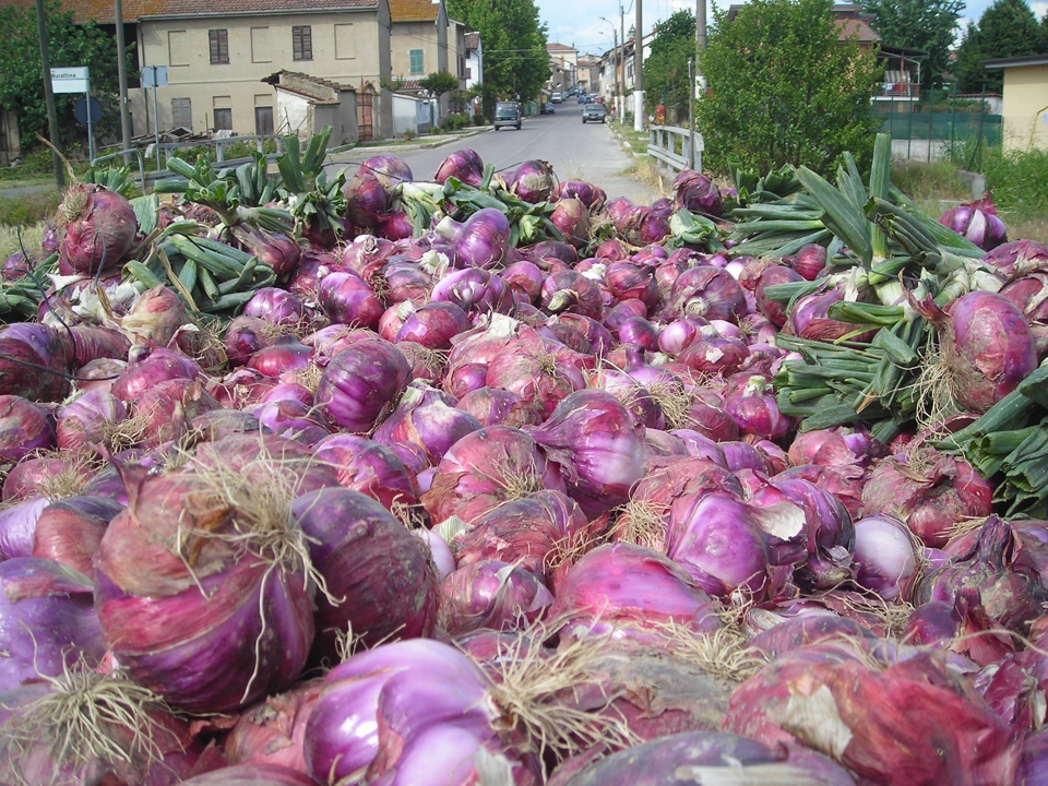 Continua a Breme la Sagra della Cipolla Rossa