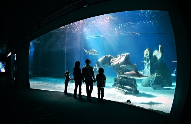 Una giornata immersi nella natura tra zoo, safari park e acquari