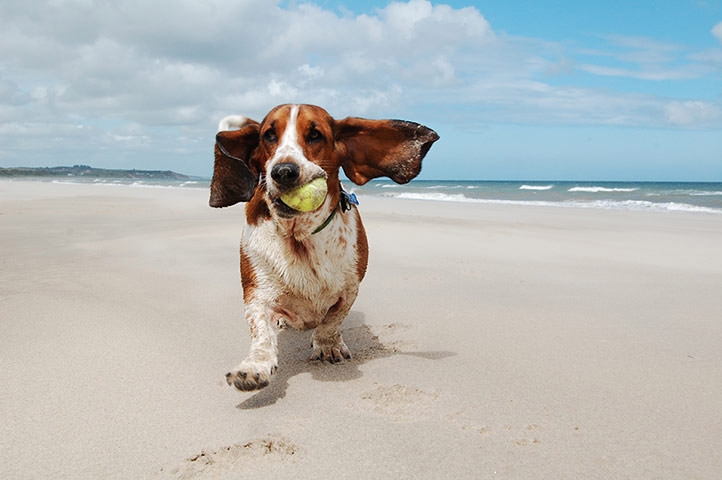 Dove andare al mare con il cane