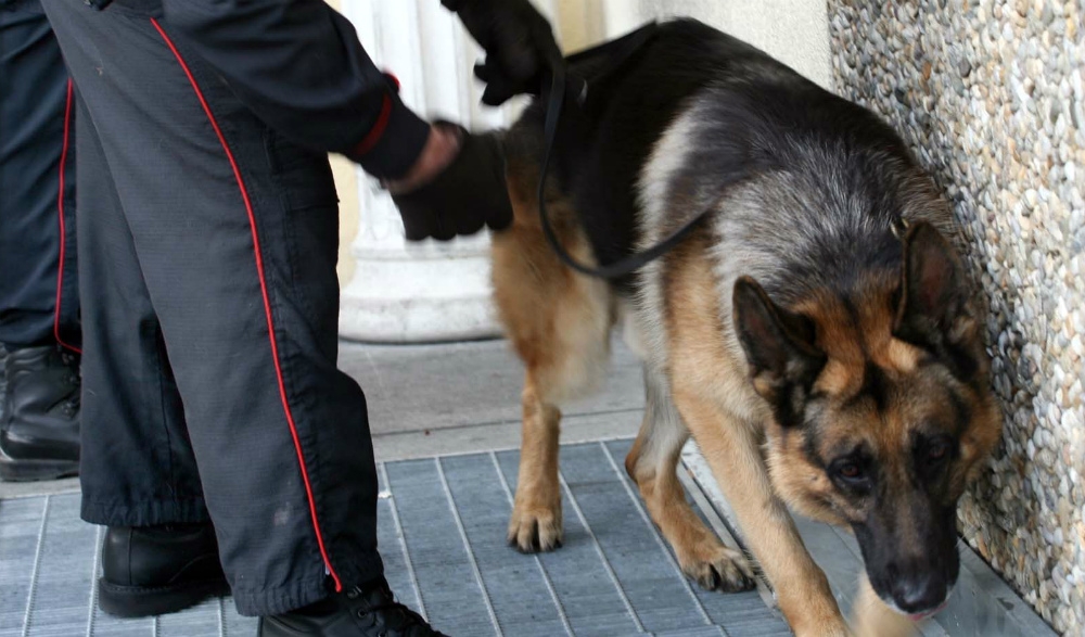 Più di 2 grammi di cocaina nelle tasche: denunciato anche grazie al cane Fox
