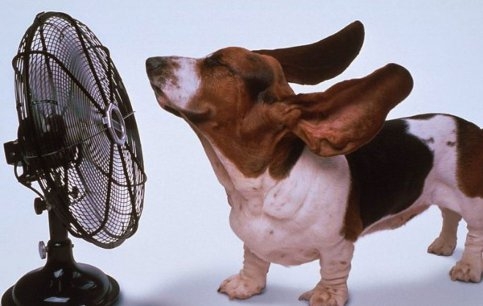 Consigli per restare al fresco senz’aria condizionata
