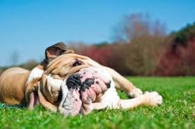 Consigli per proteggere cani e gatti dal caldo