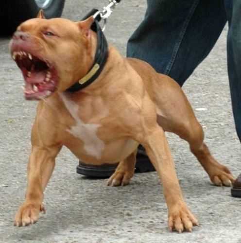 Arriva la Polizia e lui ordina al pitbull di attaccare