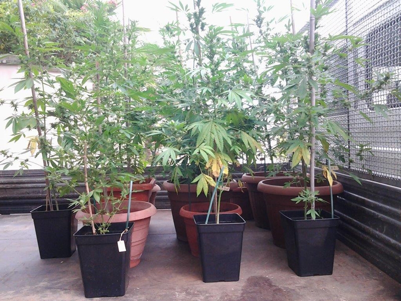 Cannabis in casa: denuncia per un 49enne di Rosignano