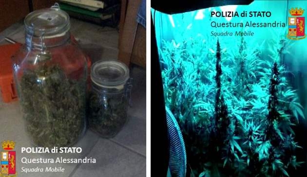 In casa piante di marijuana alte più di un metro: in manette un giovane di Gamalero