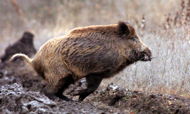 Fauna selvatica: per gli agricoltori situazione fuori controllo