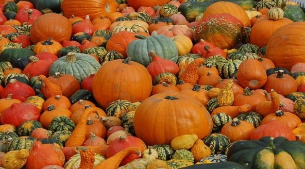 Ecco tutti gli appuntamenti gastronomici di questa domenica