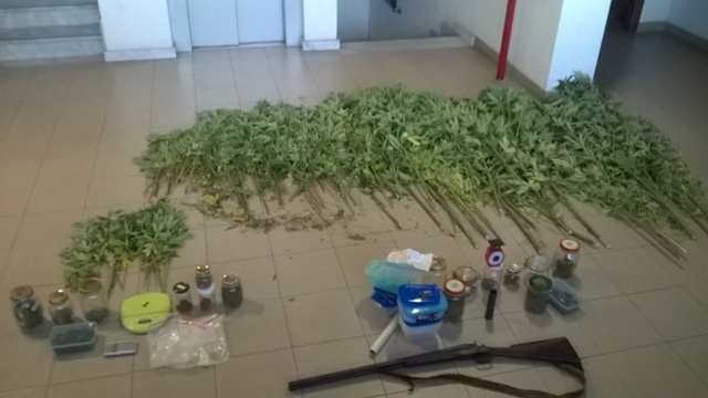 Arrestato un acquese coltivatore di cannabis