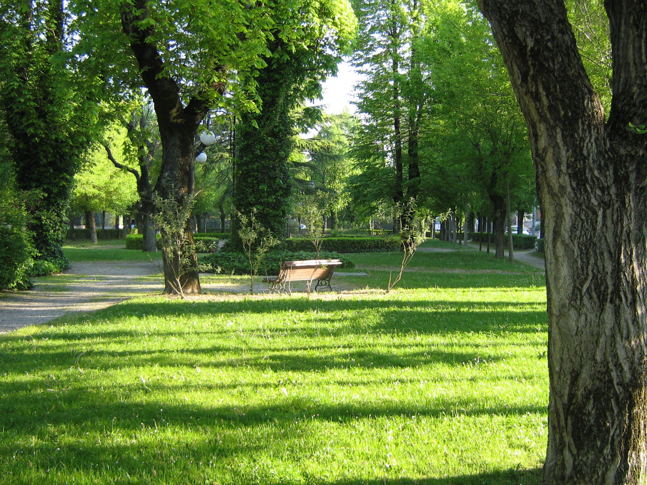 Il M5S chiede un regolamento ed il censimento degli alberi monumentali di Alessandria    