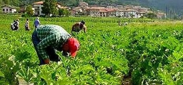 Il Presidio Permanente di Castelnuovo denuncia: “ancora lavoro nero nelle campagne della Bassa Valle Scrivia”