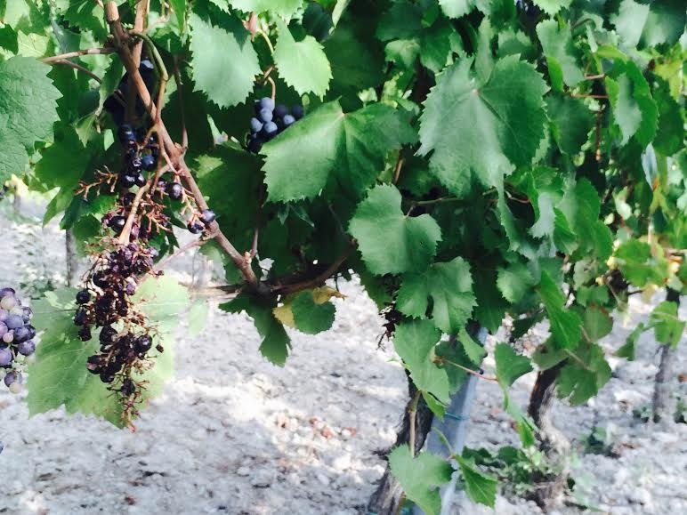 Confagricoltura lancia l’allarme: “a Gavi vigne devastate dagli ungulati”   