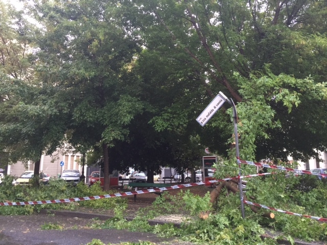 Alberi caduti e blackout per i temporali di domenica. Da Martedì torna il sereno