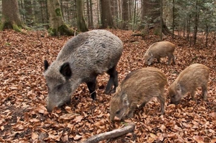 Confagricoltura: “oltre ai danni degli ungulati, anche la beffa dei rimborsi parziali”