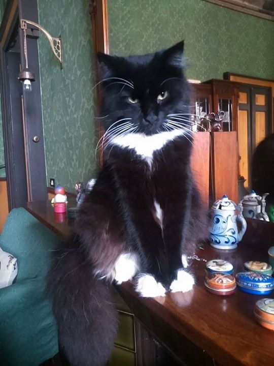 Aiutiamo Ludovica a trovare la sua gattina Thea