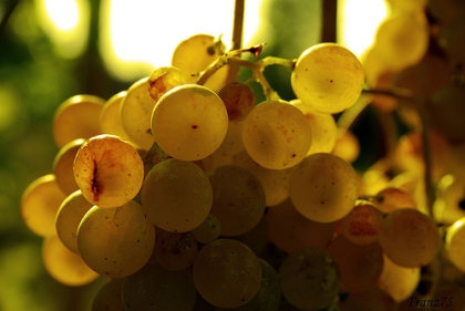 Paritetica Gavi: Cia, Confagricoltura e Coldiretti chiedono un tavolo di filiera