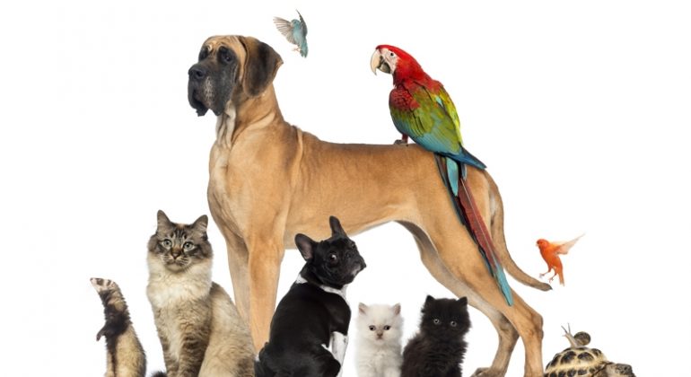 A Piacenza il PetsFestival apre un week end ‘animalesco’ A Piacenza il PetsFestival apre un week end ‘animalesco’