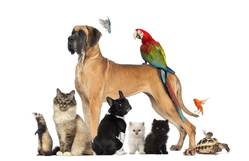 A Piacenza il PetsFestival apre un week end ‘animalesco’