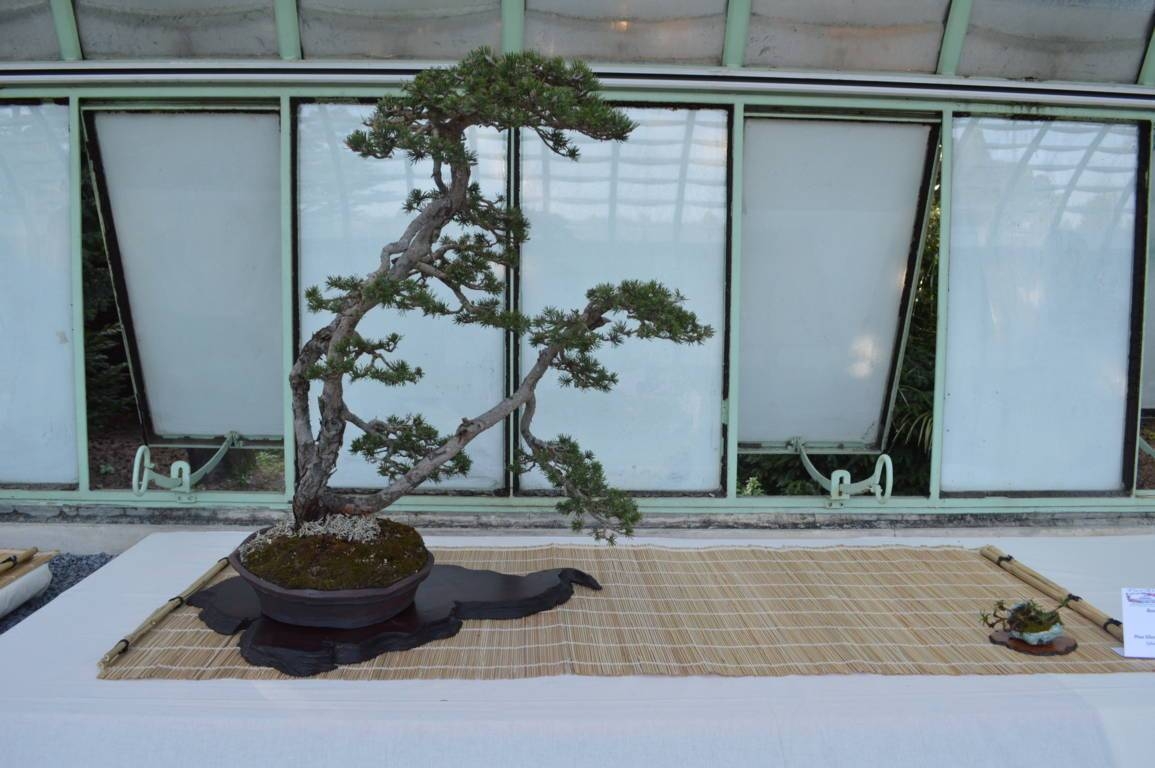 Bonsai, suiseki e non solo, l’arte giapponese approda ad Arenzano