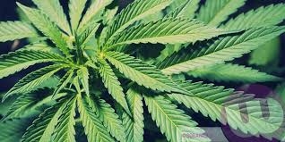 Coltivava in casa marijuana: denunciato 25enne di Conzano   