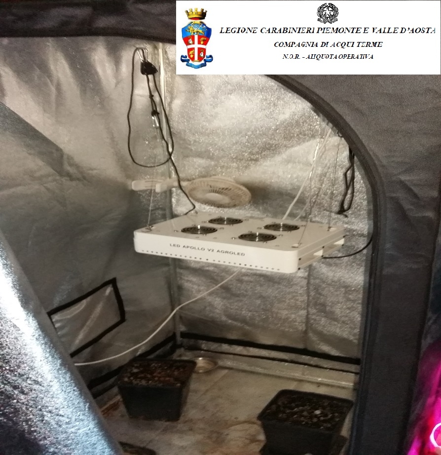 In cantina una serra per coltivare marijuana