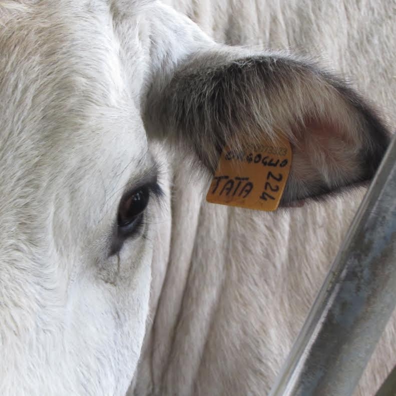 Carne nel mirino dell’Oms: per gli allevatori sbagliato generalizzare