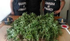 La Guardia di Finanza scopre una piantagione di marijuana nel boschetto dietro il cimitero di Tortona