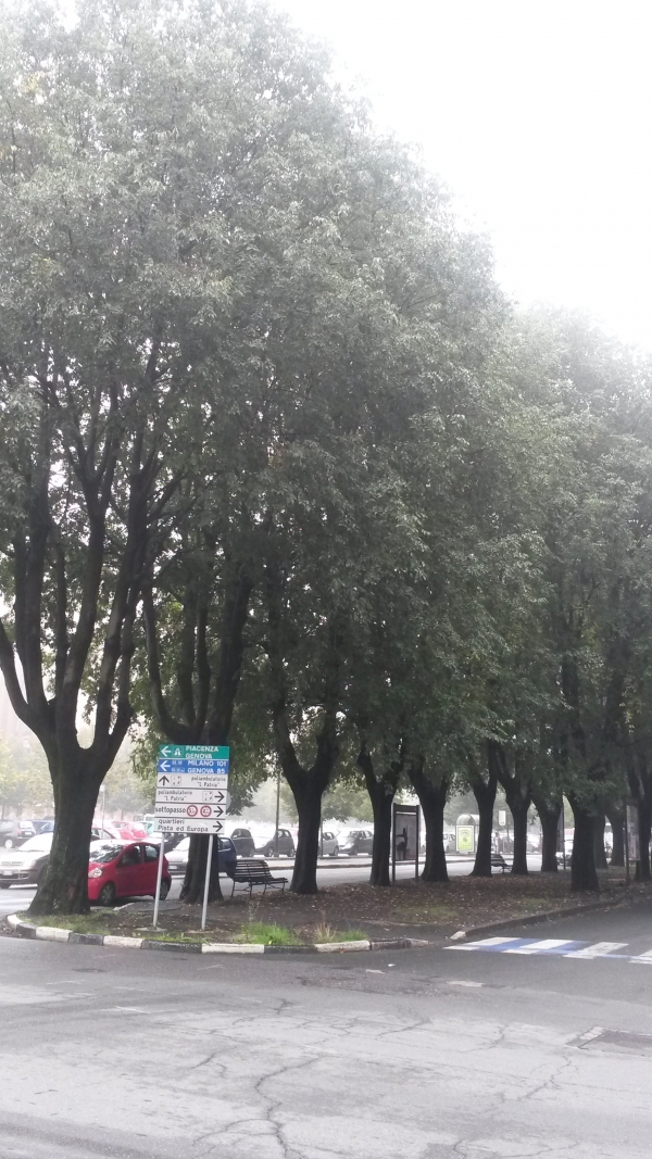 Alberi soffocati dal cemento e panchine rotte. Sel chiede un intervento per viale XX Settembre
