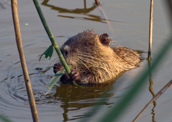 Nutrie: Palazzo San Giorgio al lavoro per il piano di contenimento