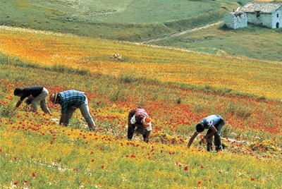 La Guardia di Finanza scopre lavoratori in nero in un’azienda agricola di Sale