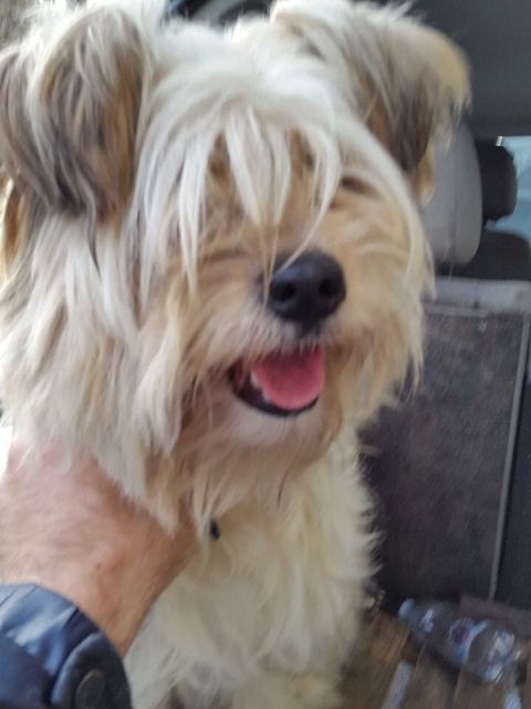 Aiutiamo questa cagnolina a trovare il suo proprietario
