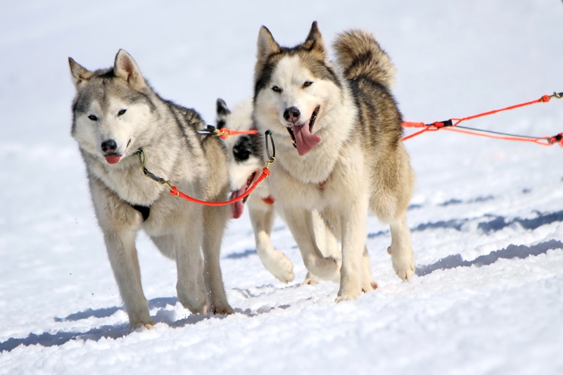 Tra le montagne innevate di Sestriere arriva lo sleddog, le escursioni con i cani da slitta