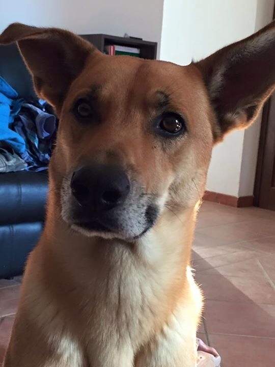 Aiutiamo Marina a ritrovare il suo cane Loki