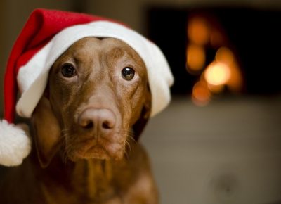 Cuccioli Natale Immagini.Volete Regalare Un Cucciolo A Natale Prima Siate Sinceri E Rispondete A Questi 10 Punti