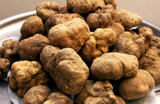 Il truffatore dei tartufi colpisce ancora: ingannati quattro venditori alla fiera di Ovada