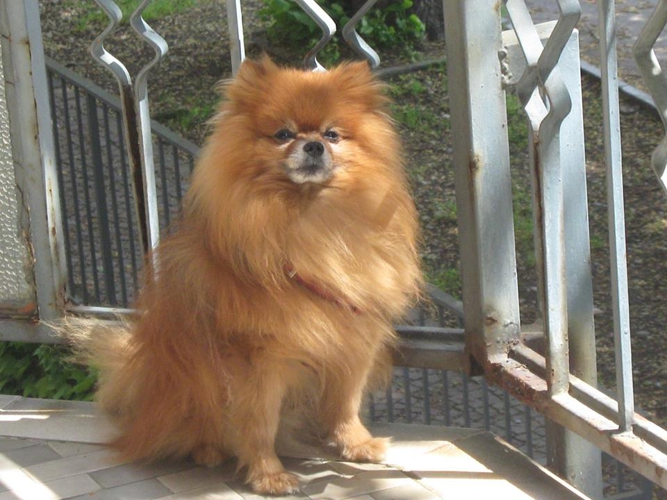Aiutateci a ritrovare “Chicco”