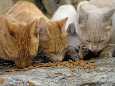 Censimento Colonie Feline: riparte il progetto di sterilizzazione