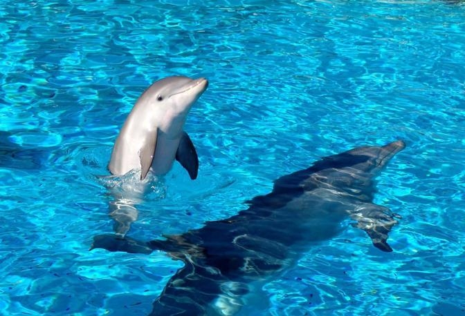 All’Acquario di Genova il battesimo di 3 nuovi cuccioli con Ambra Angiolini