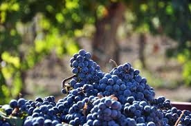 Al via il progetto didattico “Uva di Lu = Vino di Lu”