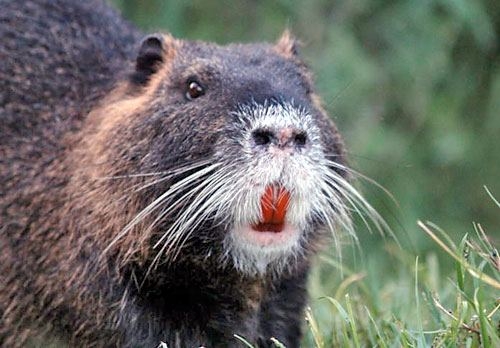 La Lav di Alessandria chiede ai Comuni di annullare “le ordinanze ammazza-nutrie”