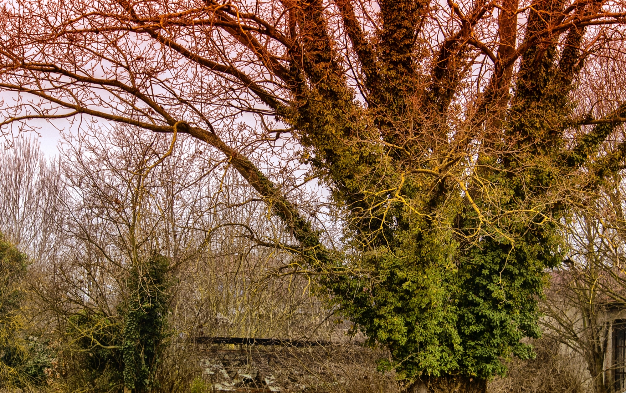 Alberi monumentali: dieci esemplari sul territorio