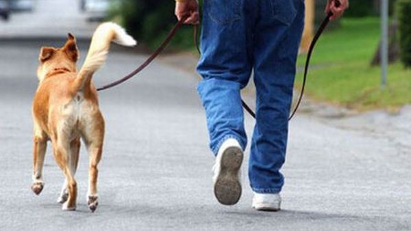 Non raccolgono le deiezioni dei loro cani. Per tre novesi scatta la multa da 100 euro