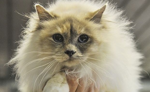 Per due giorni i gatti più belli del mondo e i rettili si mettono in mostra a Torino