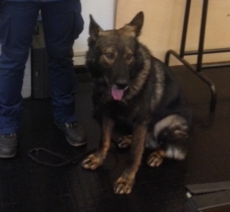 In casa tutto l’occorrente per lo spaccio di droga: incastrato dal cane Fox