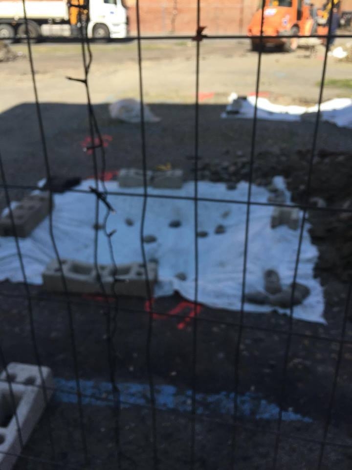 Trovati reperti nel cantiere di Santa Maria di Castello e i gelsi per ora traslocano al Giardino Botanico