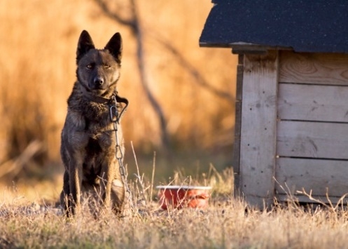 Animali alla catena? La Cassazione dice che è reato