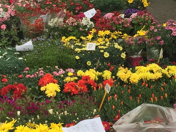 Frascaro in Fiore: una festa di colori e profumi [FOTO]